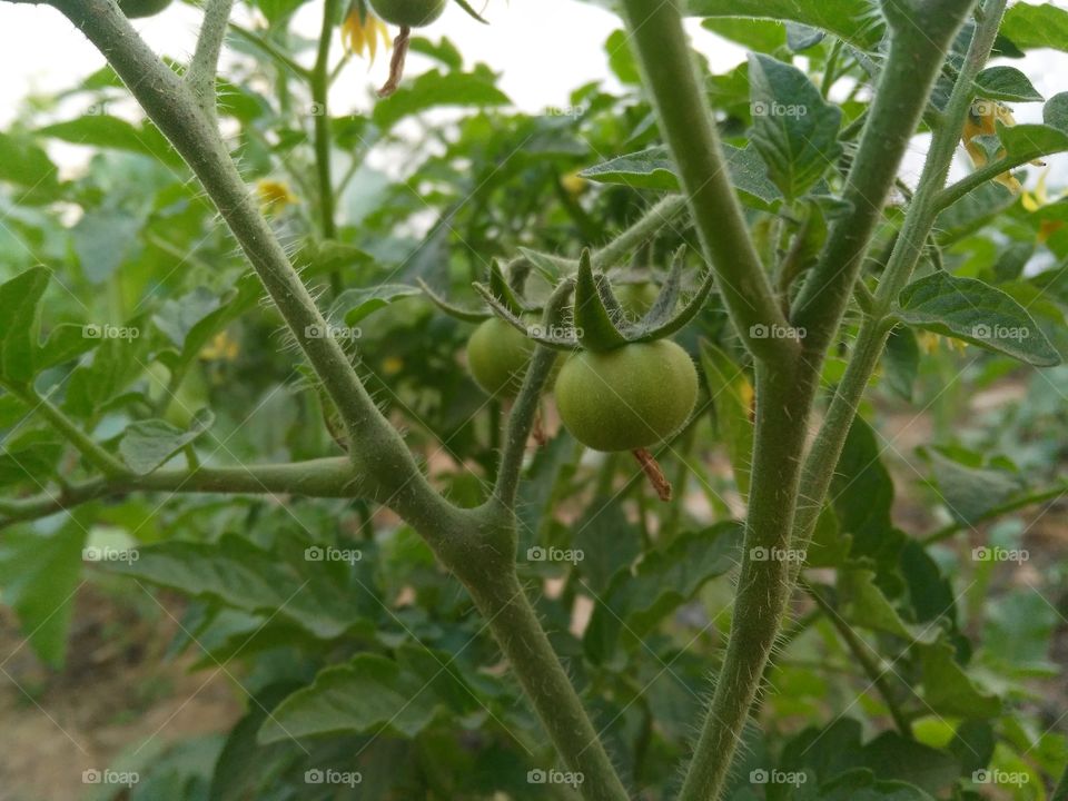 A tomato frutes in the plant.