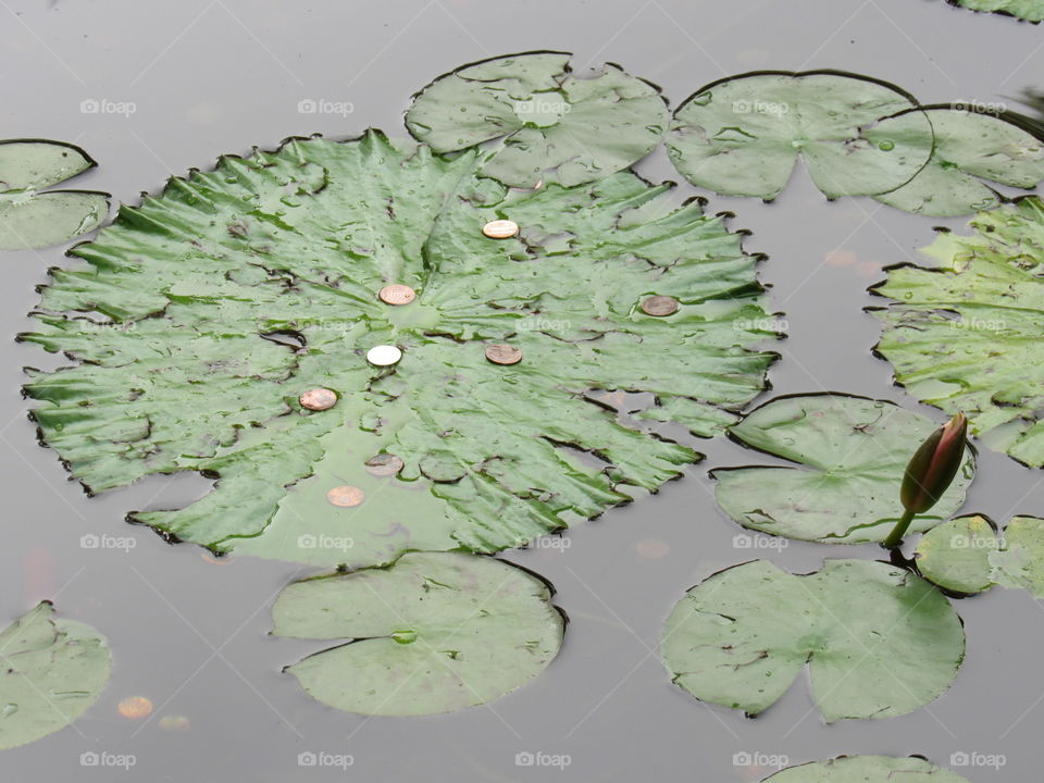 Lily Pads