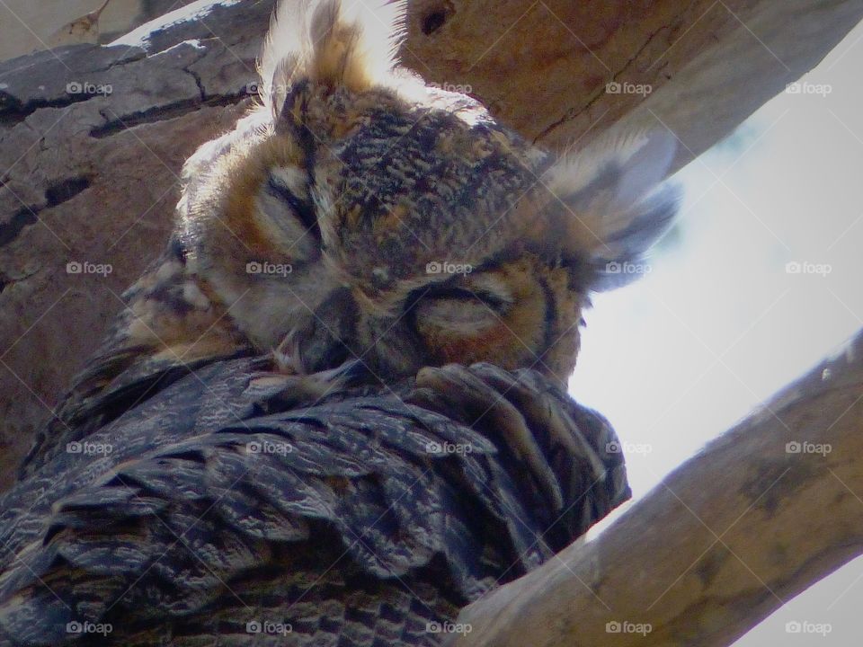 Sleepy owl