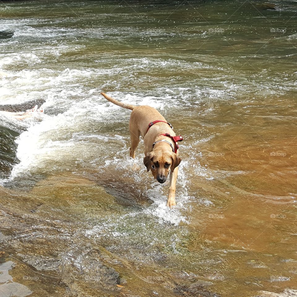 my big dog at the river. nature and pets