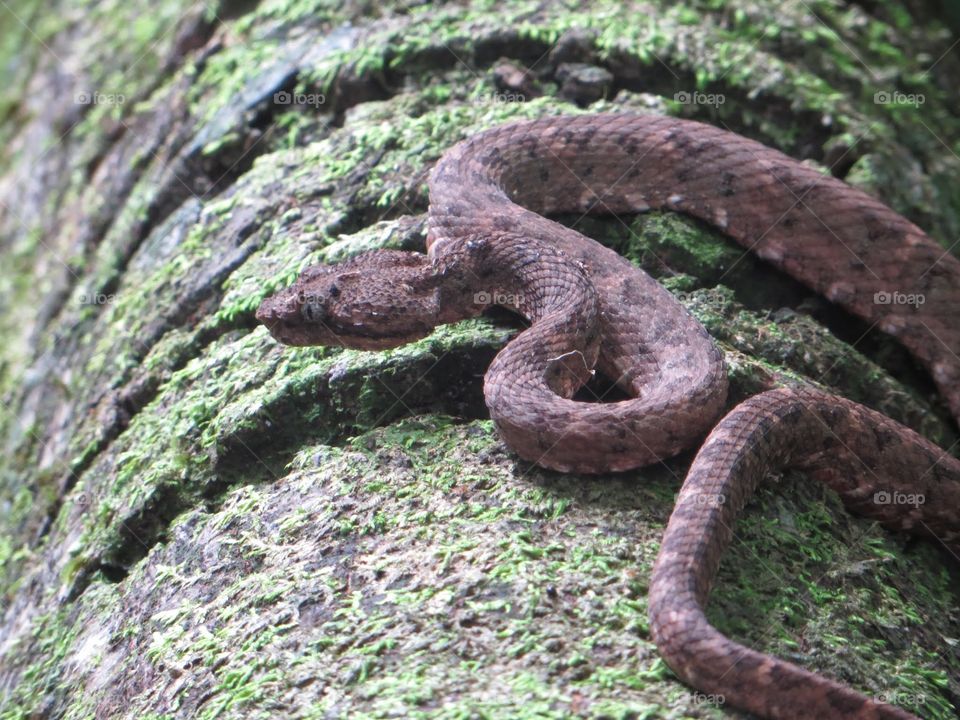 eyelash viper. an eyelash pit viper in costa rica. 