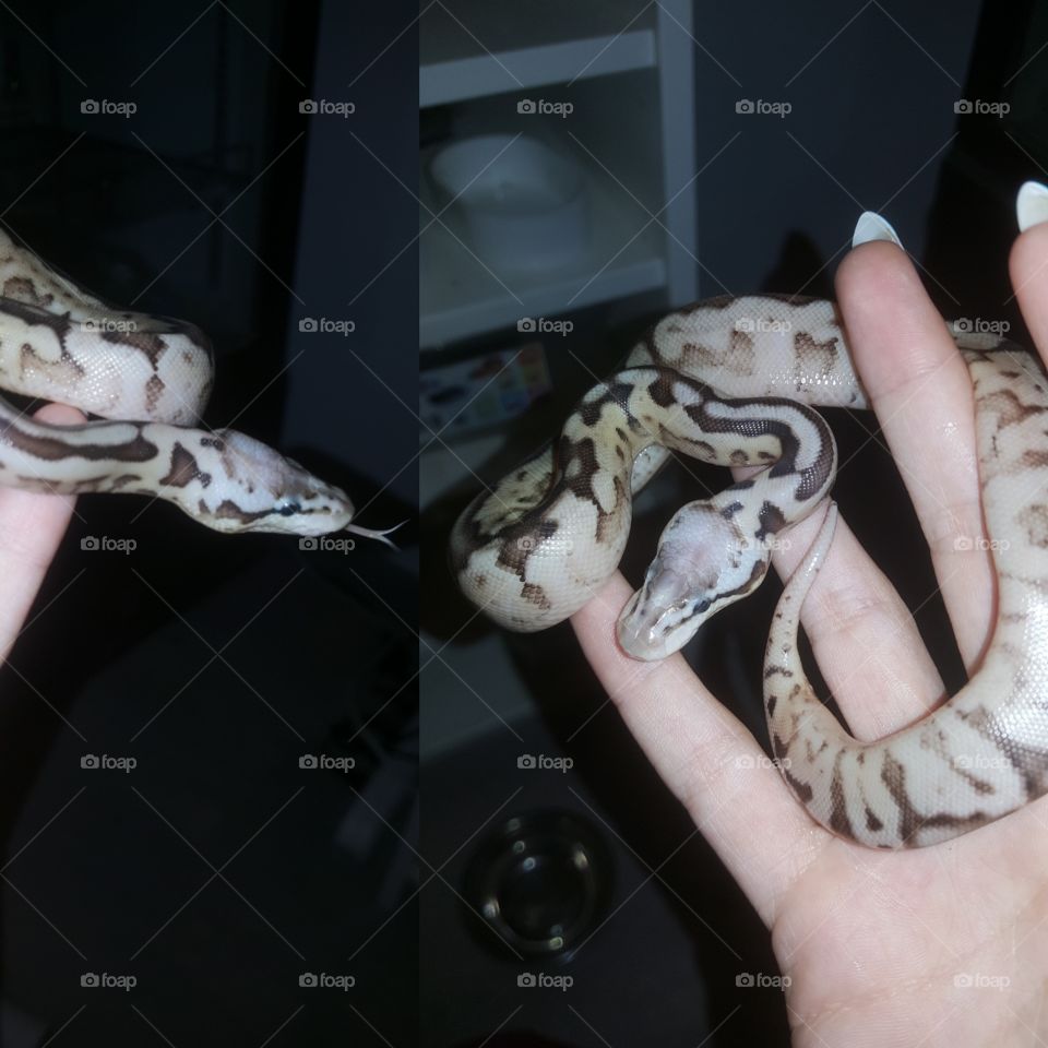 Snake
Python regius
Pewterbee