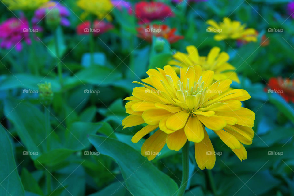 green garden yellow pollen by sonchai