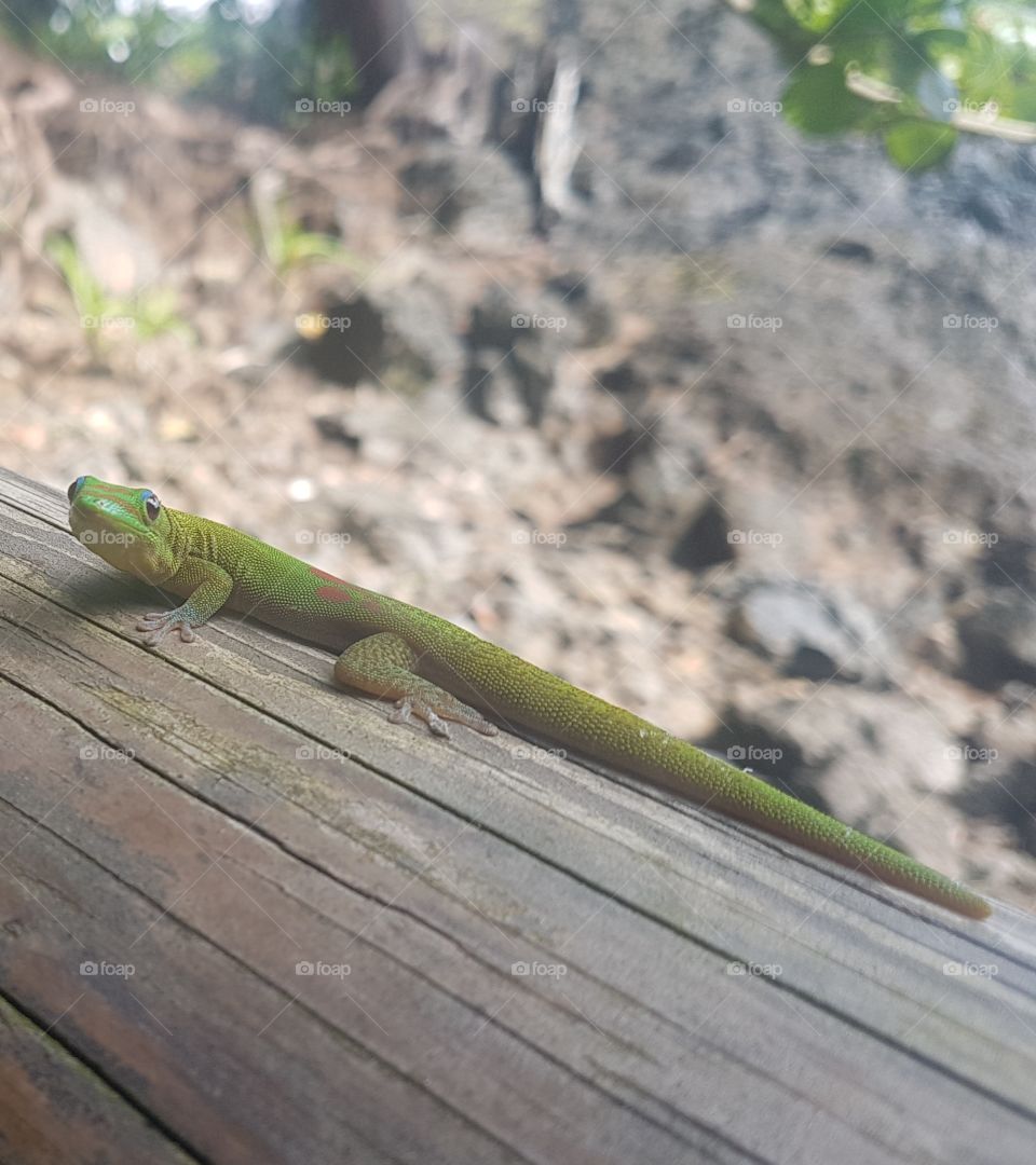 Green smiling gecko on a log of wood in the Hawaii Tropical Botanical Garden, Hawai'i, USA