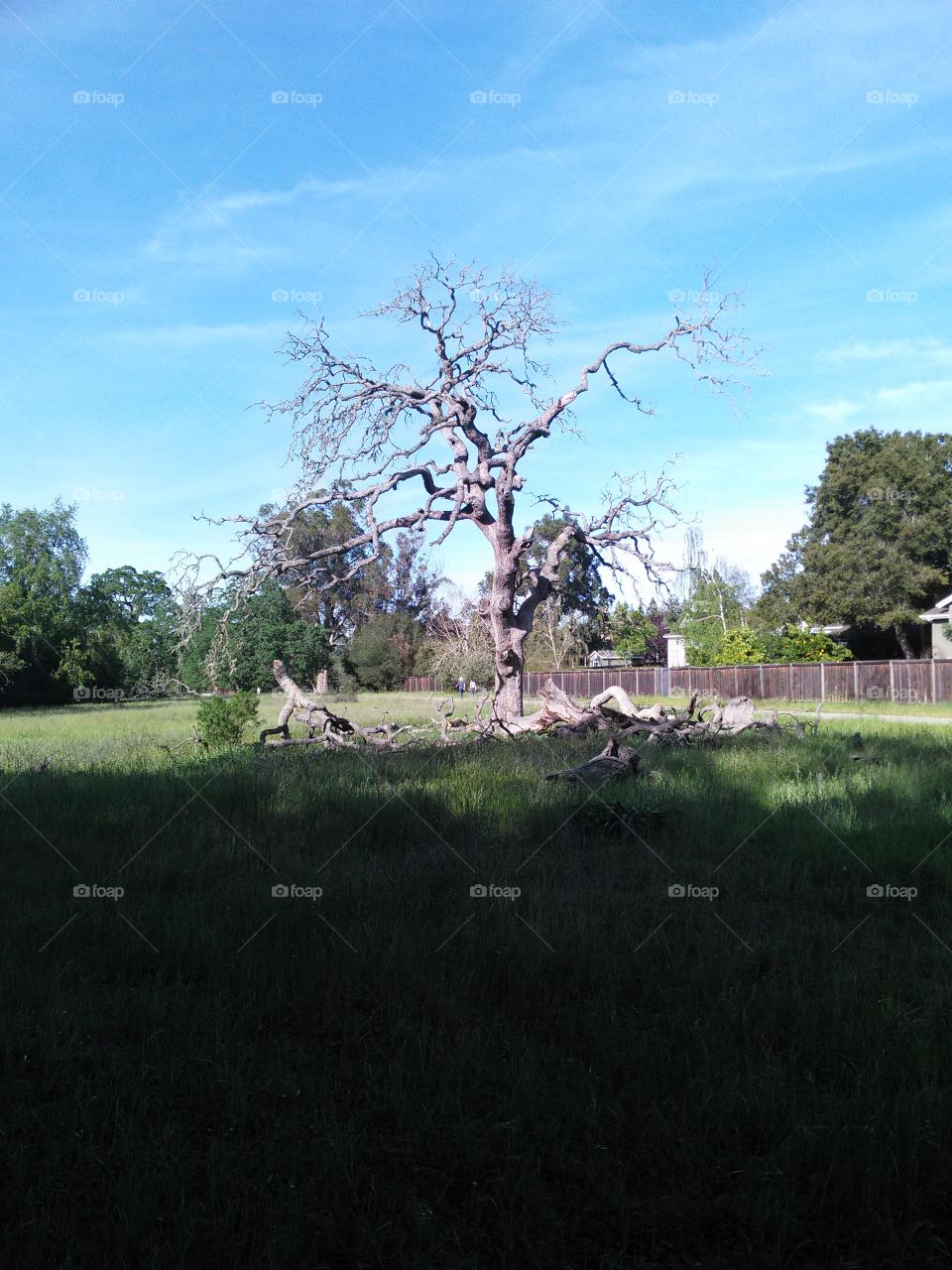 Oak tree with no leaves