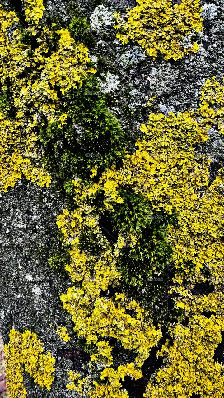 moss on tree bark, macro