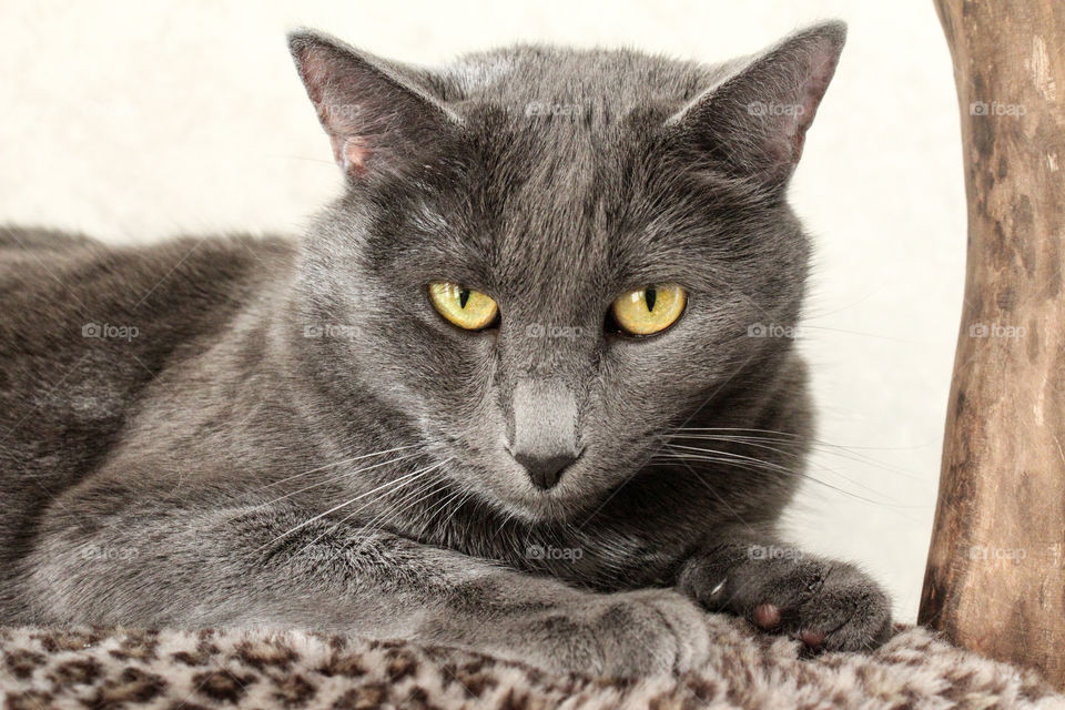 lazy Russian blue cat