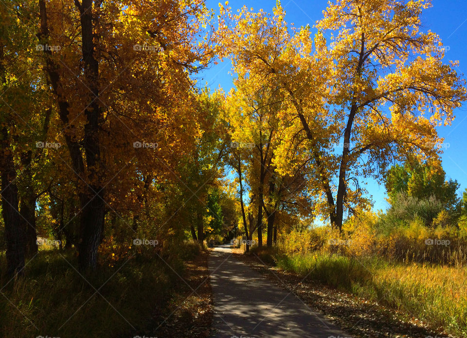 Trees in the fall