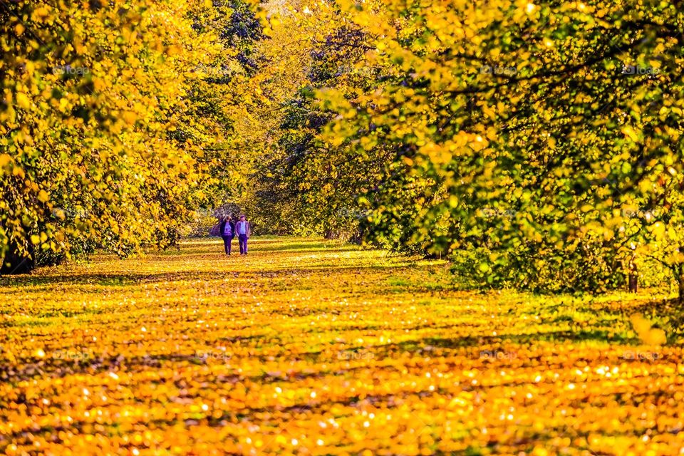 Autumn walk in the woods. A couple walk through a beautiful woodland in Autumn. 