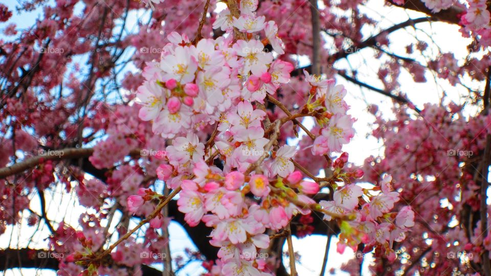 Cherry blossom 3/22/14. Sakura Japan 2014