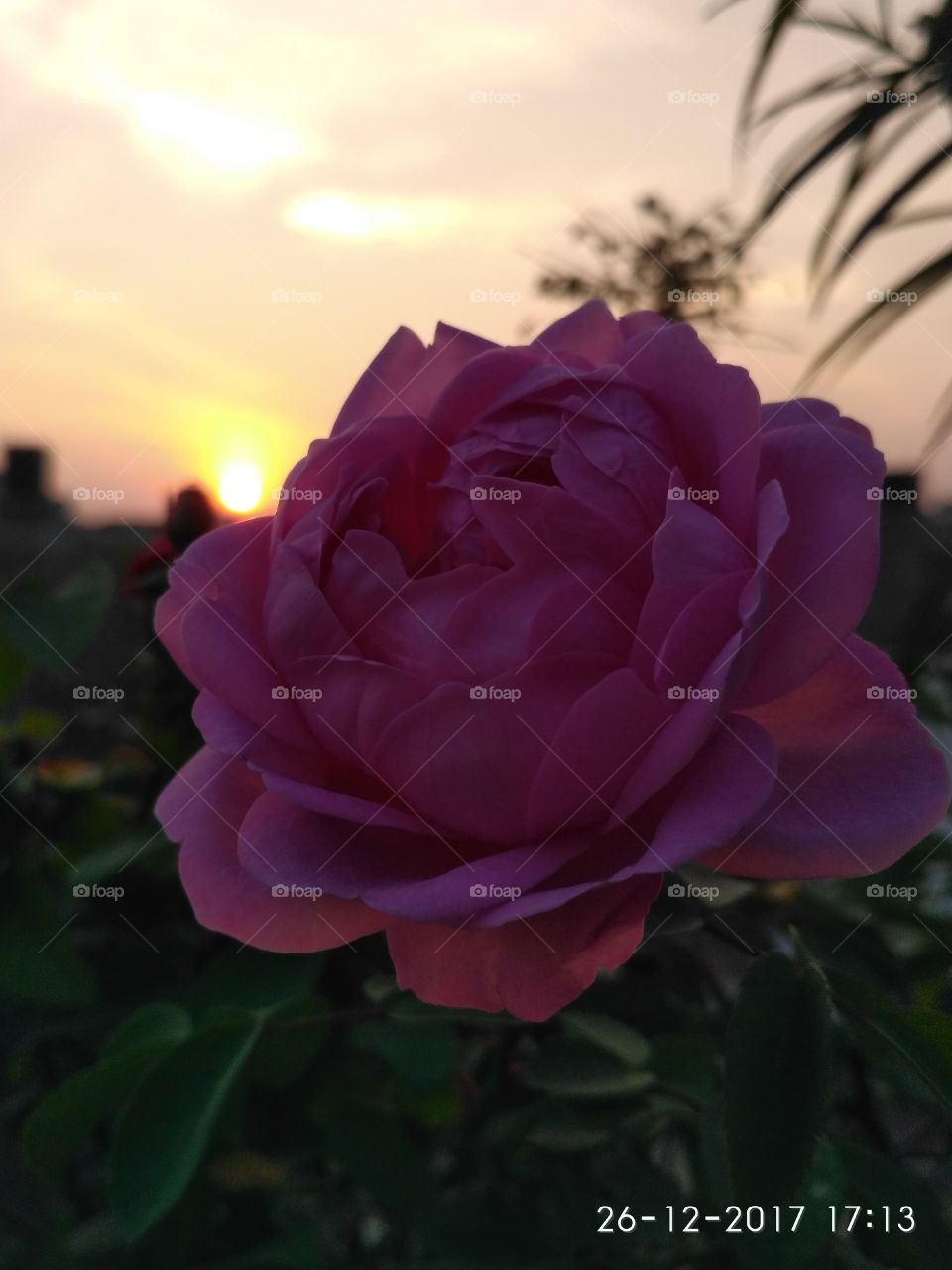 rose with sun set viewing
