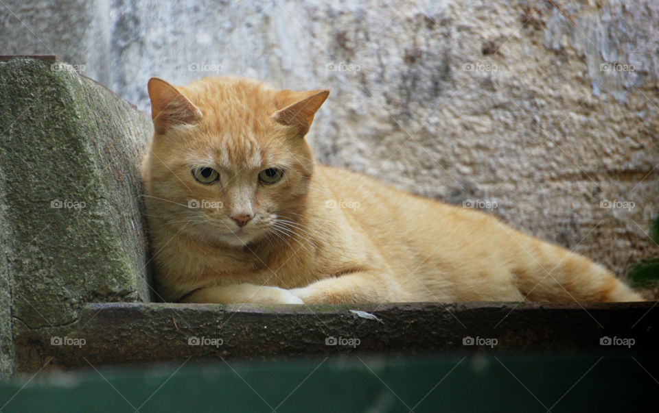 Portrait of cat