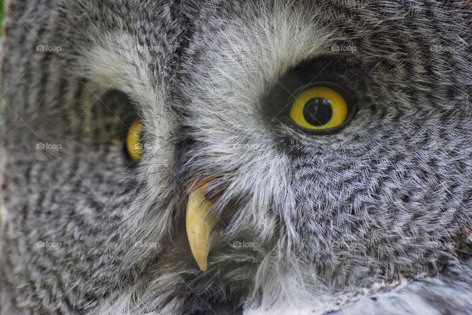 The eyes of an owl