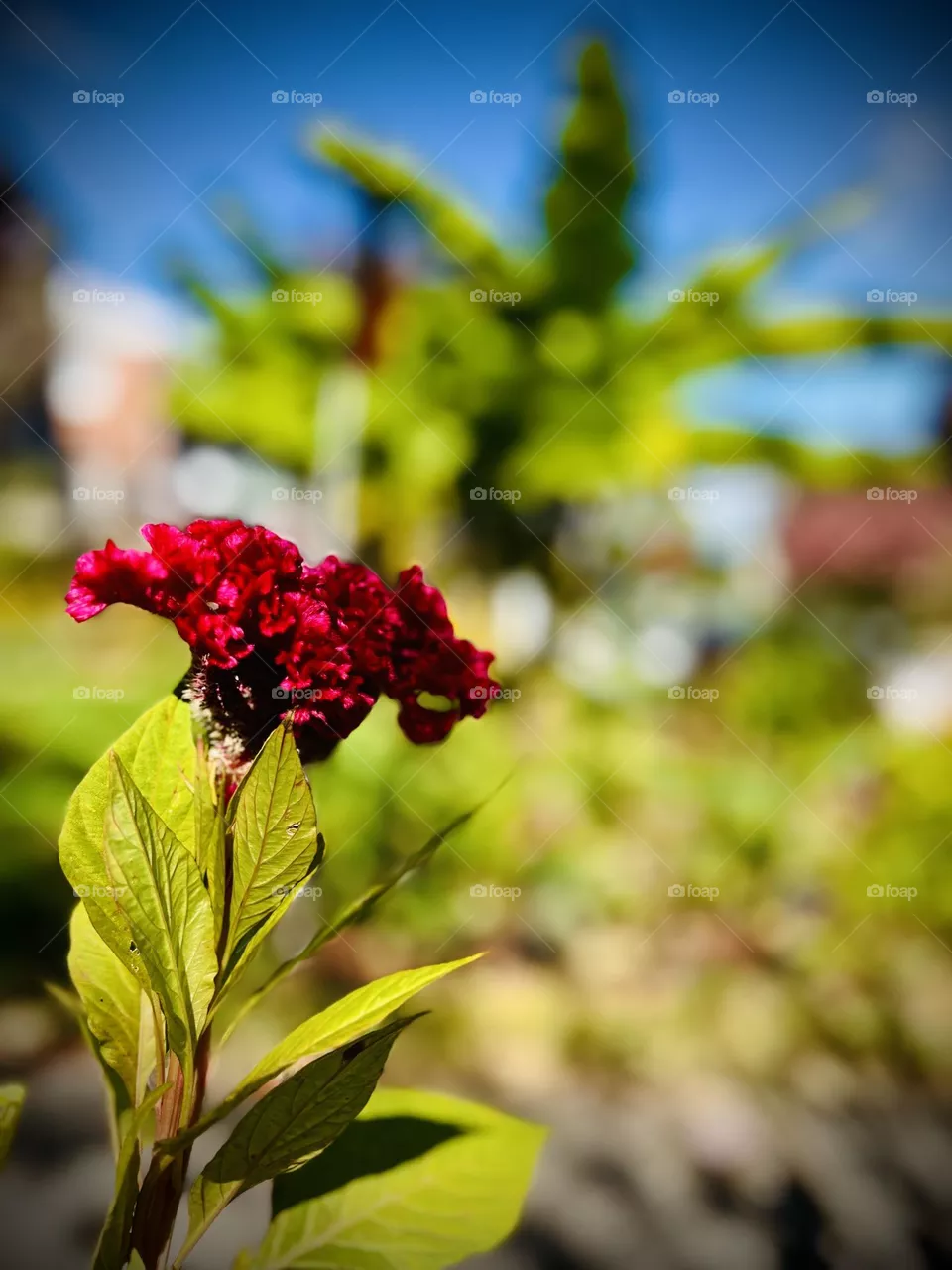 Flower