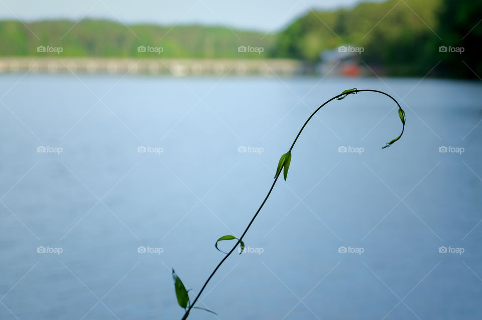 A single tendril of a delicate vine curls in front of a blurred lake and bridge in the background at Lake Johnson Park in Raleigh North Carolina.