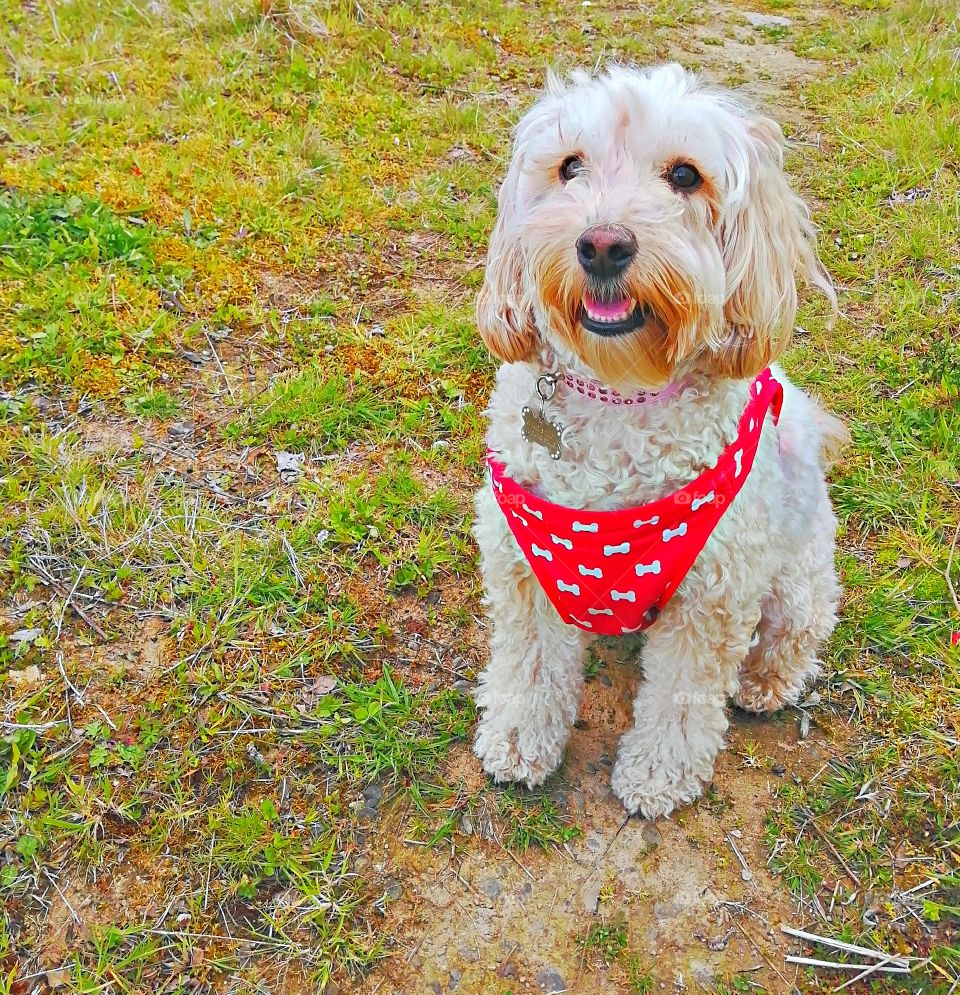dog, cockapoo, animal, pet, cute, puppy, canine, young, portrait, breed, mammal, brown, small, happy, adorable, domestic, looking, outdoor, nature, fur, one, background, beautiful, doggy, pup, red, white, friend, cockerpoo, single, baby, face, ears,