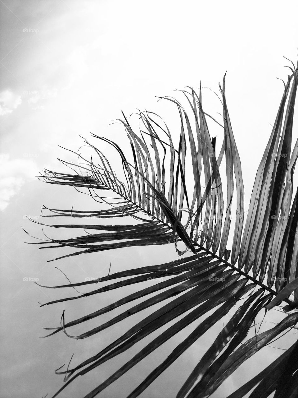Black and white leaf