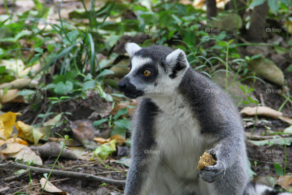 Ring-tailed lemur found dinner. A ring-tailed lemur found something to eat in the wild animal zoo shanghai china