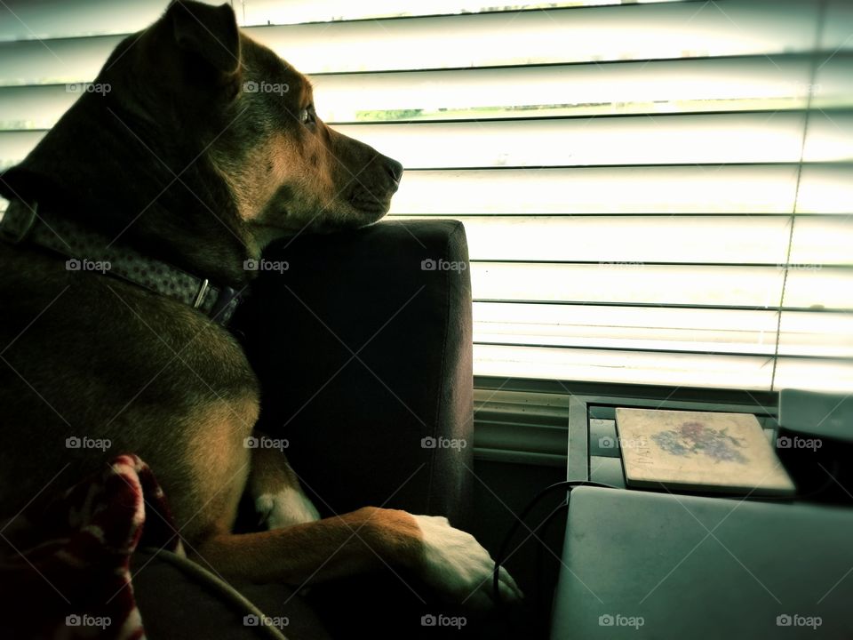 Paris Chillaxing and staring out the window.