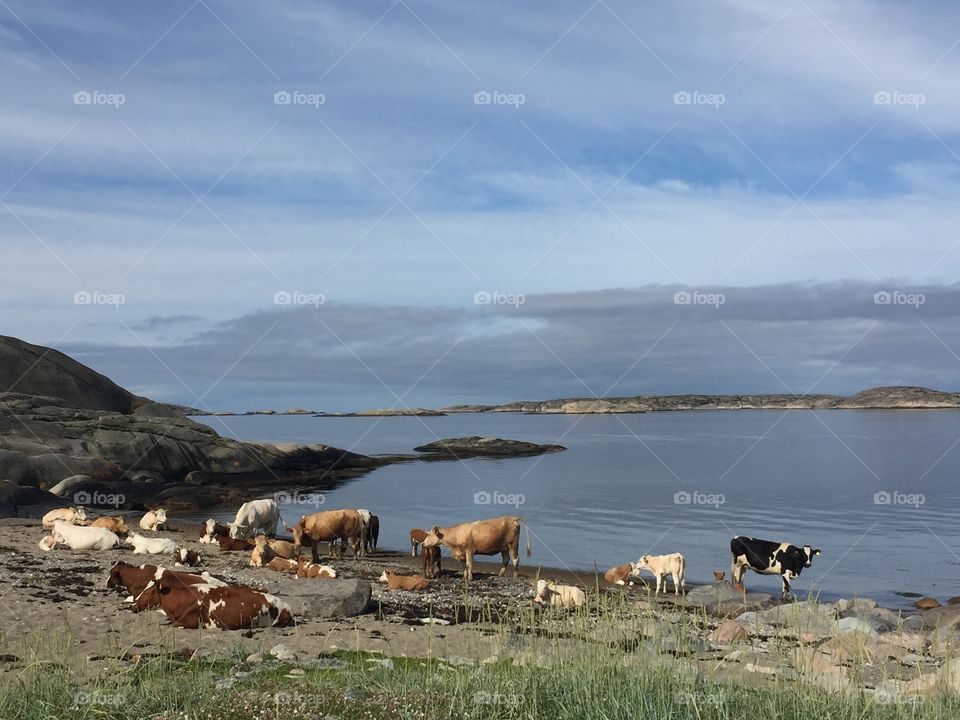 Cows on beach