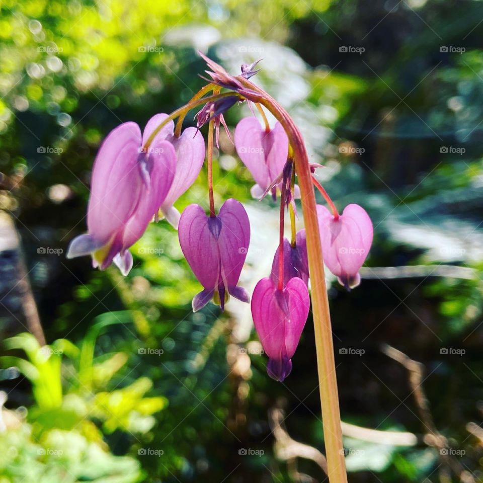 Early spring growth.