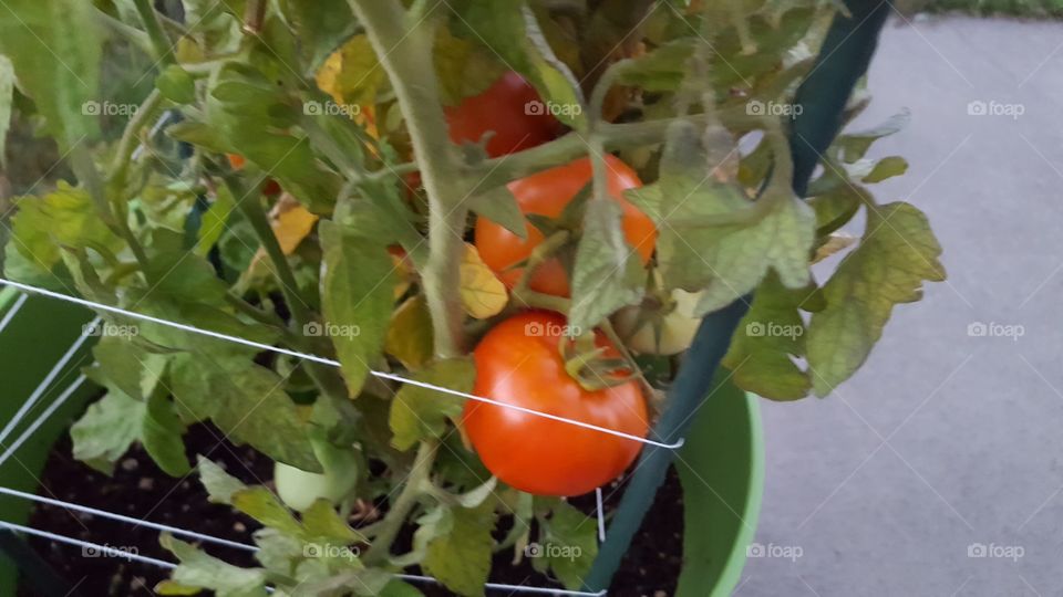 tomatoes