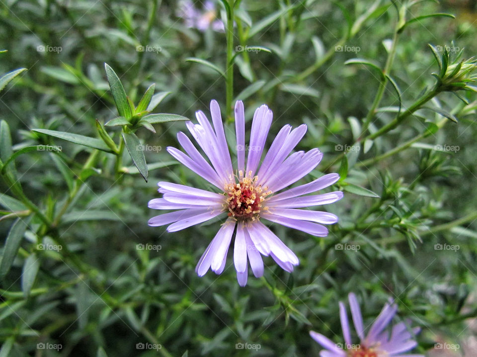 lilac flower on the flowerbed