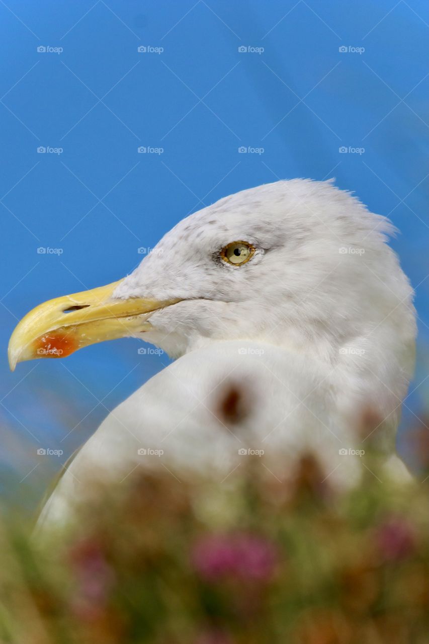 Seagull 
