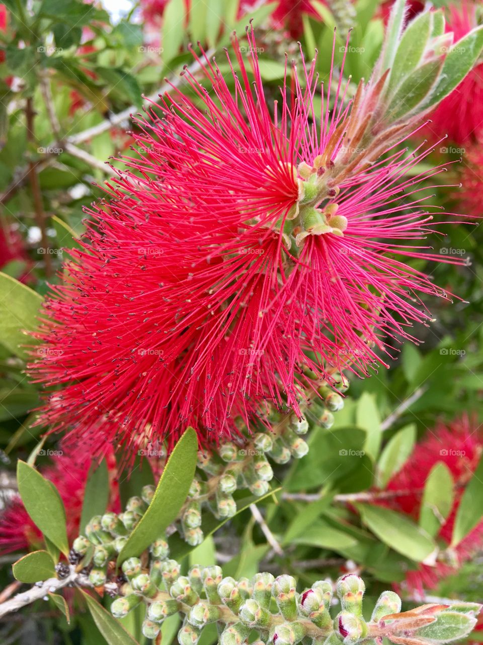 Red flower 