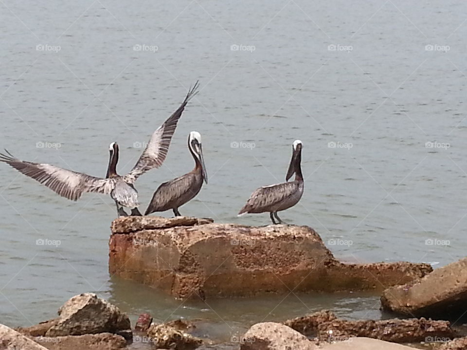 Natural Seagulls Galveston County, Texas City Dike