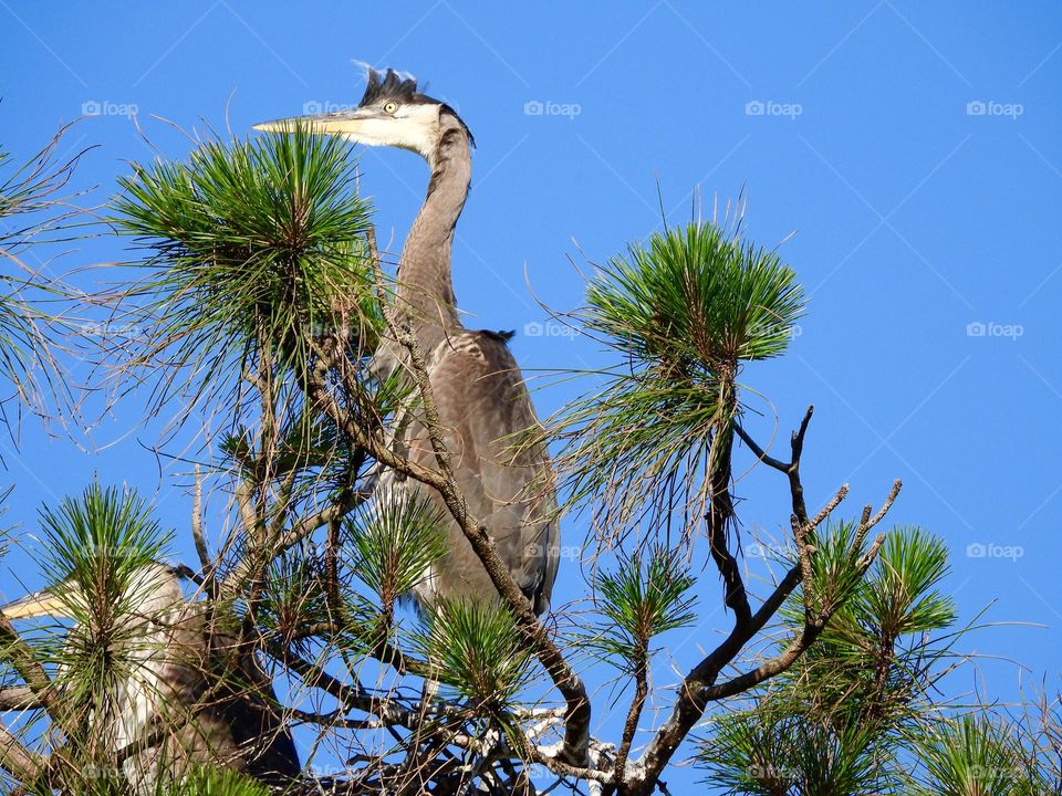 Nesting in the pine tree. The Great Blue Heron is the largest of the North American herons with long legs, a sinuous neck, and thick, daggerlike bill. Head, chest, and wing plumes give a shaggy appearance