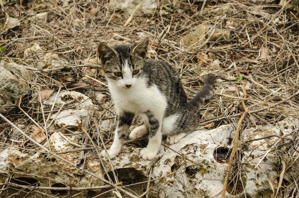 A Cat Is Sitting On The Ground