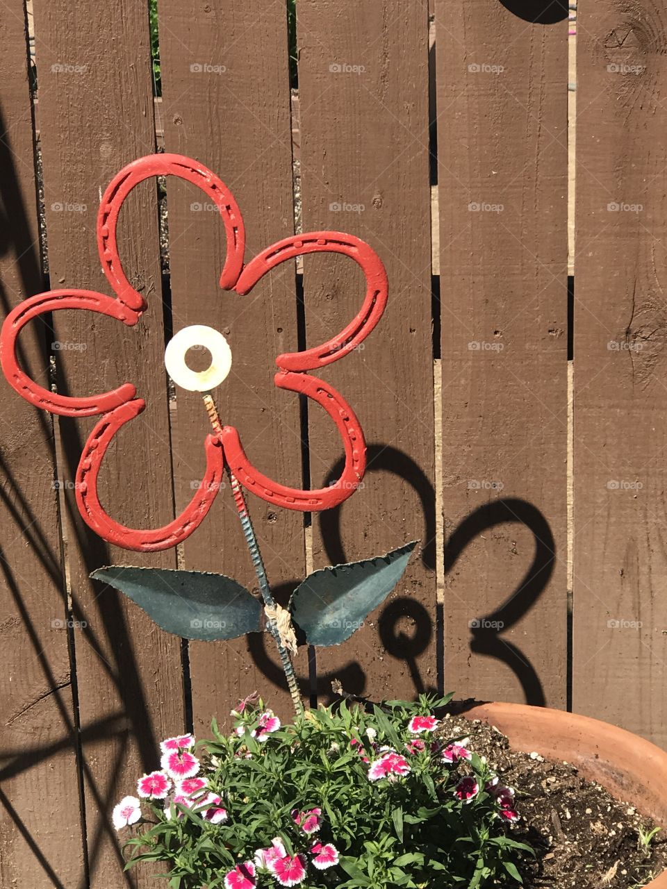 Horse shoe flower and shadow in a flower pot 