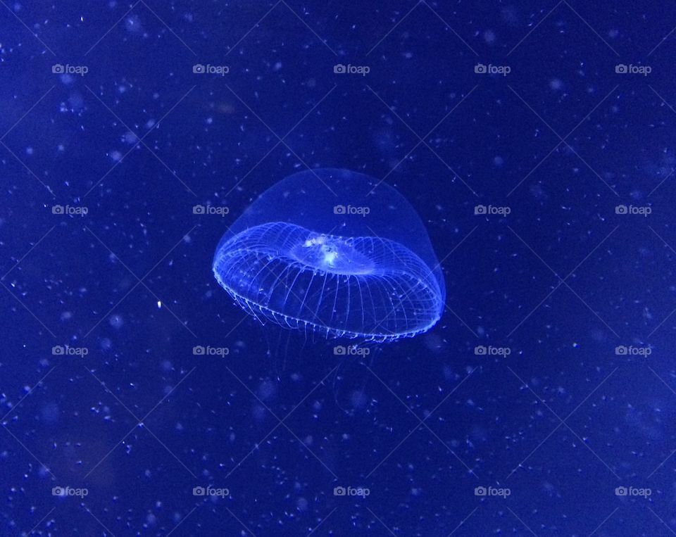 Jellyfish 