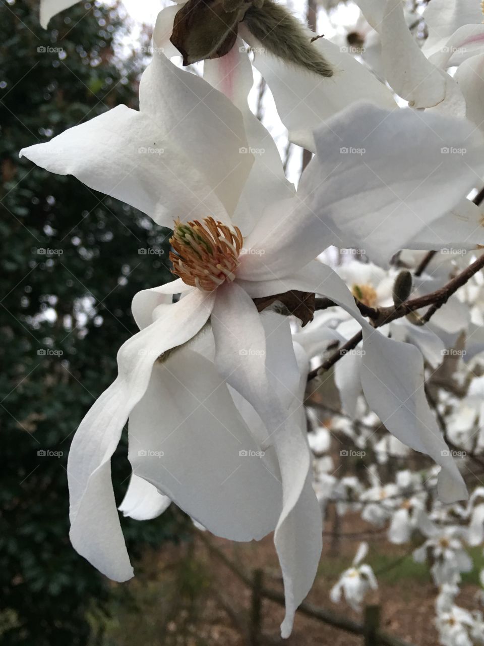 Whites in spring 