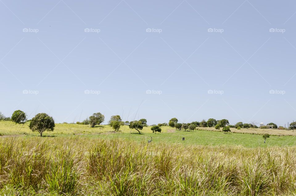 Panic Grass Landscapw