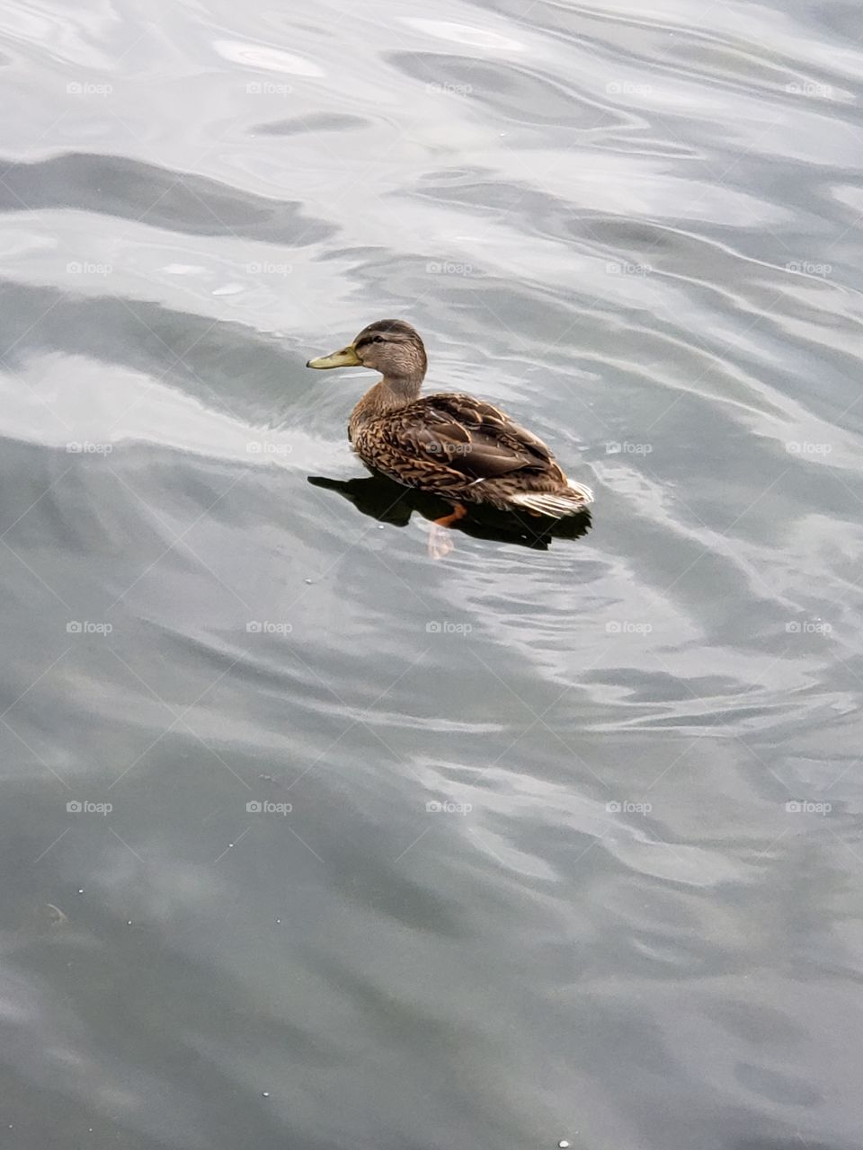duck on pond