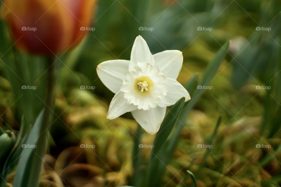 A solo daffodil you support The Ukraine. 🇺🇦