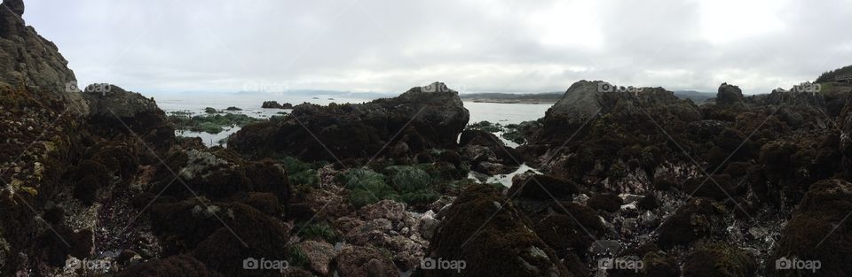 Pacific Tide Pools 