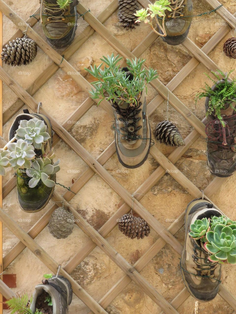 Plants are wearing shoes