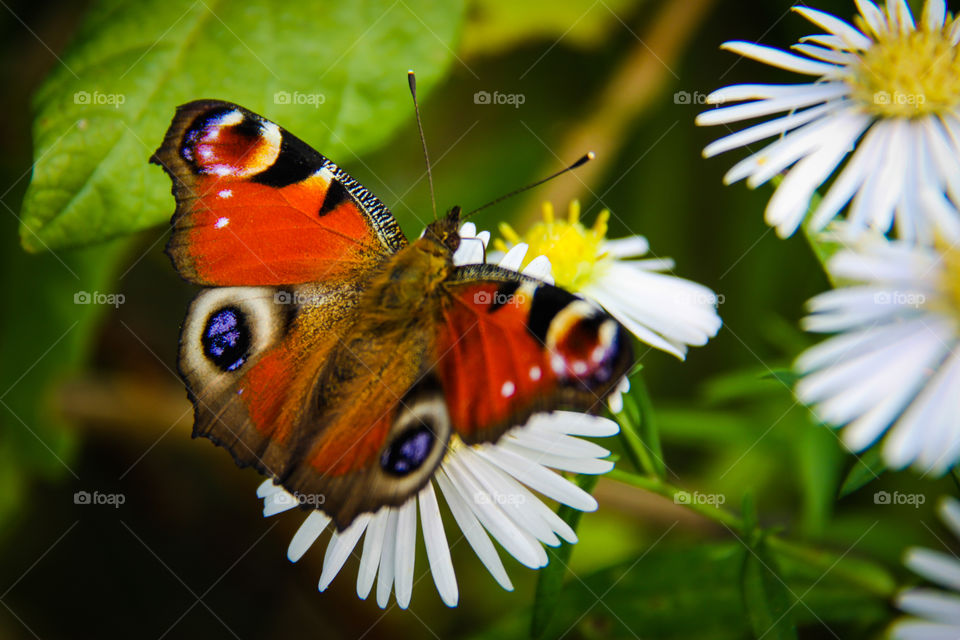Beautiful butterfly sitting on a white flower.