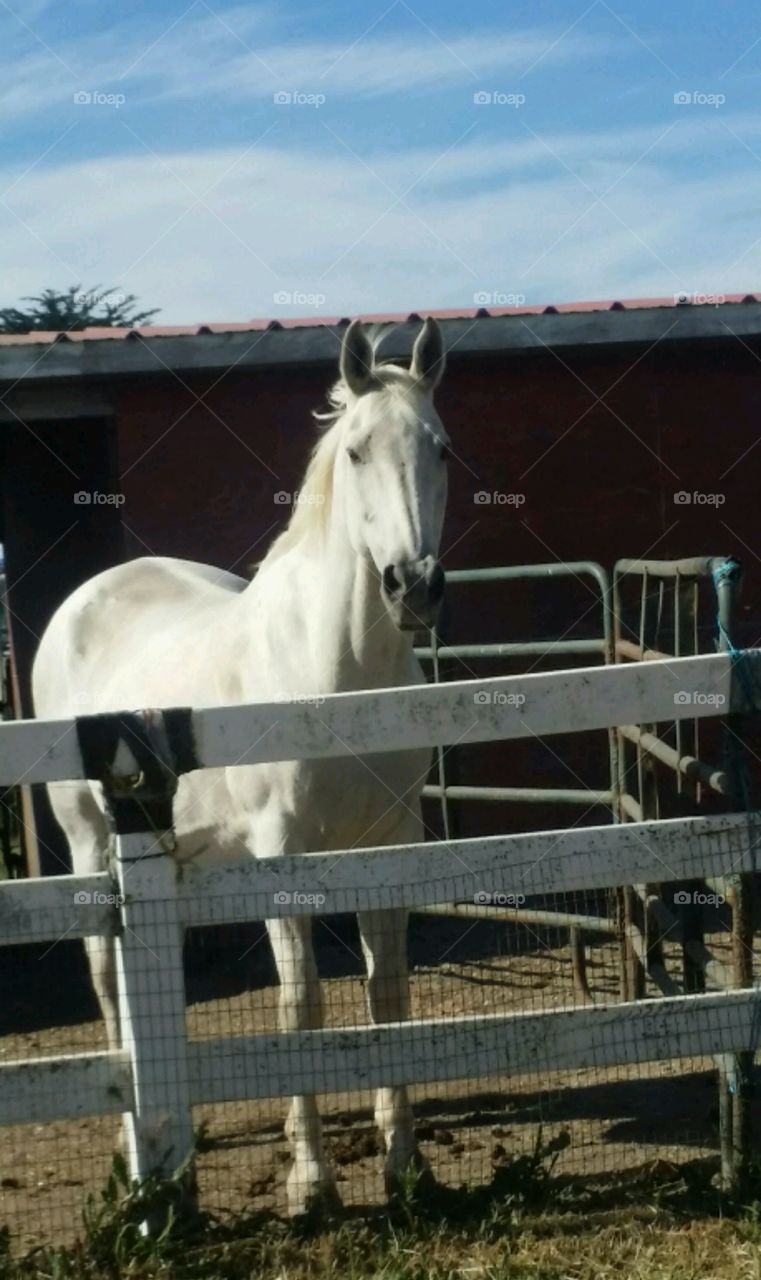 White horse