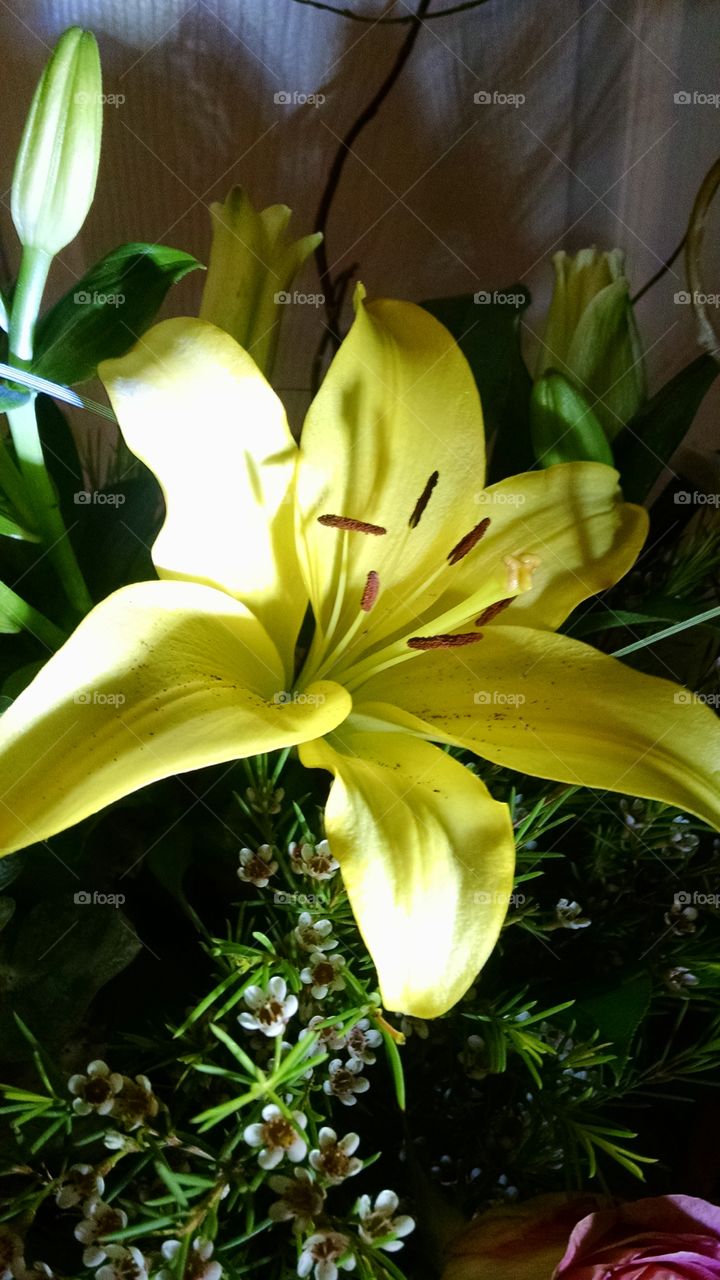 Close-up of yellow flower