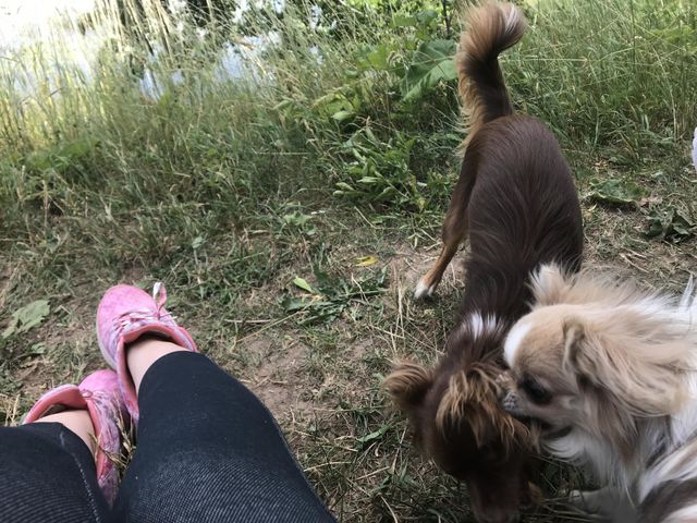 Dogs Playing 