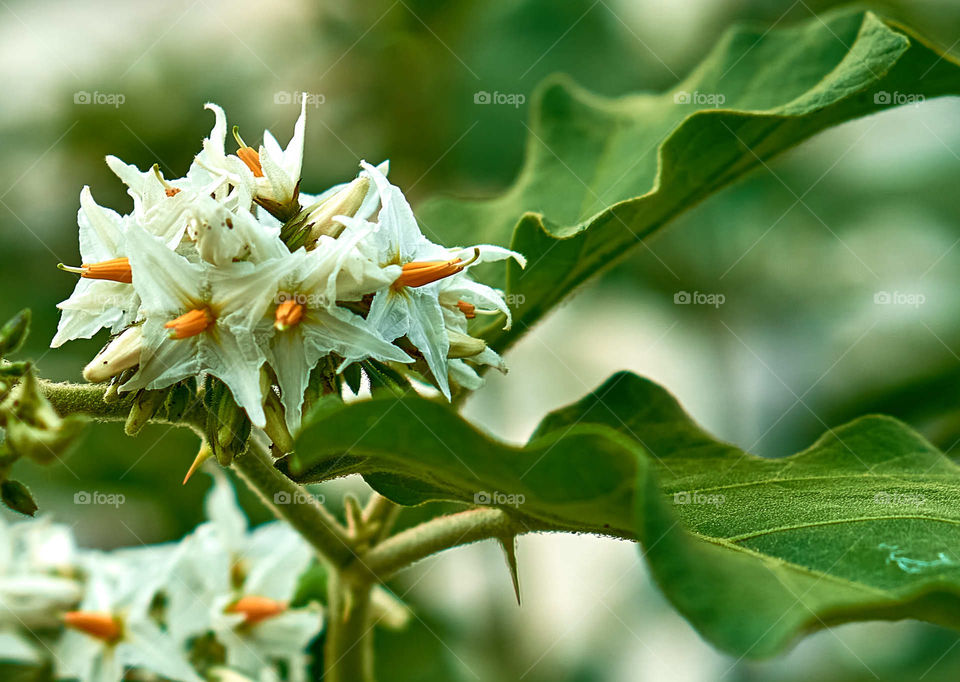 Floral photography - Jurubeba