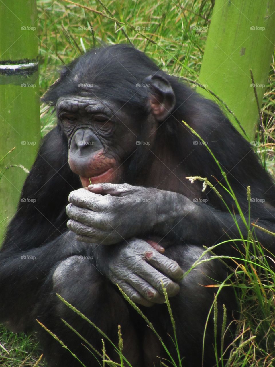 Chimpanzee (San Diego Zoo)