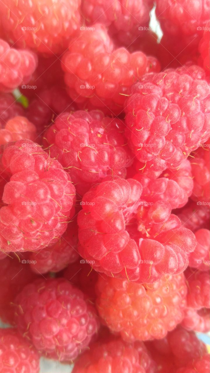 raspberry