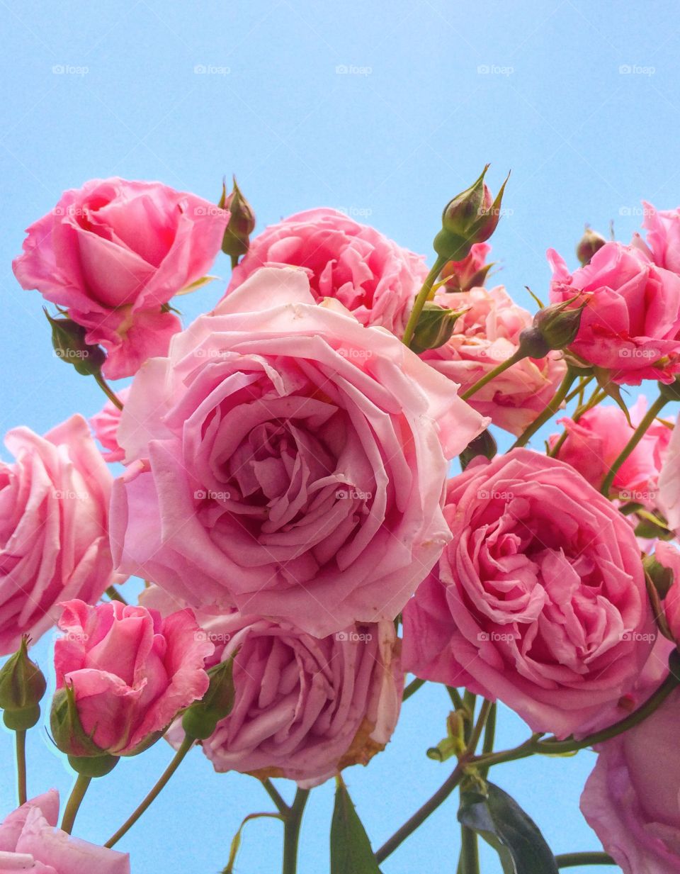 Pink roses against clear sky