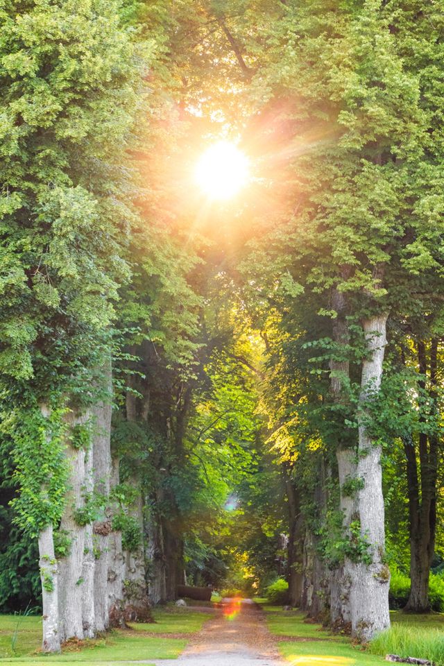 Sun rays 