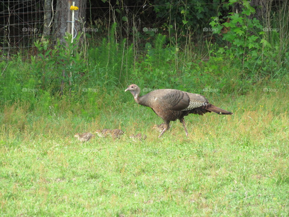 Wild Turkey hen and her pouts walking in the pasture